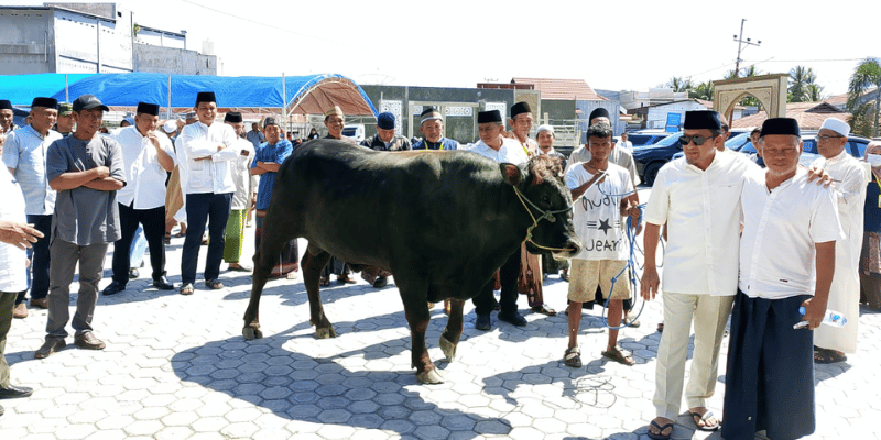 Bupati Tojo Una-una Ilham Lawidu bersama Ketua DPRD Gusnar A.Suleman saat  meyaksikan penyembelihan hewan kurban di Masjid Thamaratul Ukhuwah, sesuai penyerahan bantuan sapi bantuan dari Presiden Prabowo Subianto, Jumat 6 Juni 2025