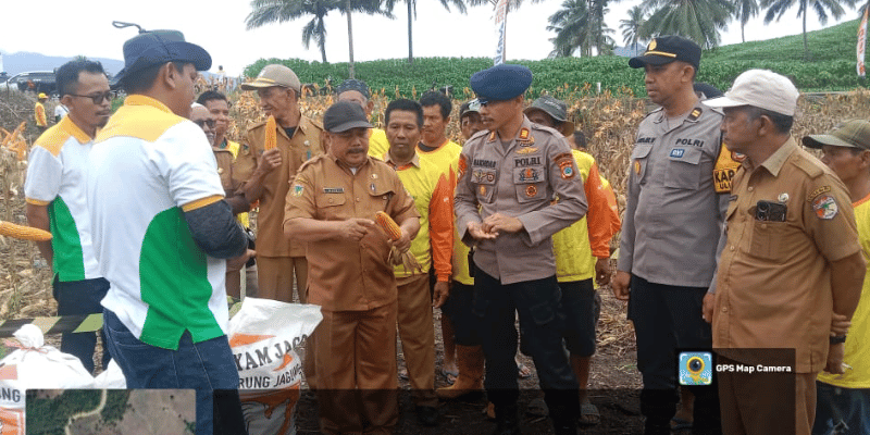 Kadis Pertanian dan Ketahanan Pangan Tojo Una-una Mahdi SP bersama kelompok tani, dan Manajer PT Bisi 235 Macho beserta petugasnya saat panen raya pada Selasa 3 Juni 2025.