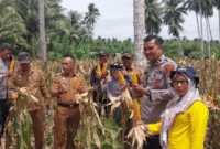 Kepolisian dan pihak swasta dalam mendukung ketahanan pangan, Polsek Luwuk bersama PT. MAXXI AGRI INDONESIA melaksanakan kegiatan panen jagung perdana secara simbolis di Desa Bantayan, Kecamatan Luwuk Timur, pada Selasa (12/08/2025) pukul 09.00 Wita.