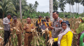 Kepolisian dan pihak swasta dalam mendukung ketahanan pangan, Polsek Luwuk bersama PT. MAXXI AGRI INDONESIA melaksanakan kegiatan panen jagung perdana secara simbolis di Desa Bantayan, Kecamatan Luwuk Timur, pada Selasa (12/08/2025) pukul 09.00 Wita.