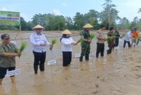 Wakil Bupati Tojo Una-Una, Hj. Surya Lapasiri, bersama Dandim 1307/Poso, Letkol Arm Edy Yulian Budiargo, dan Kepala Dinas Pertanian, Albar Amir, S.T., M.Si., melakukan penanaman perdana padi sawah baru di Desa Lemoro, Kecamatan Tojo, Rabu (15/10/2025).