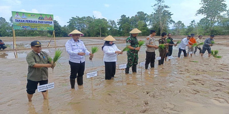 Wakil Bupati Tojo Una-Una, Hj. Surya Lapasiri, bersama Dandim 1307/Poso, Letkol Arm Edy Yulian Budiargo, dan Kepala Dinas Pertanian, Albar Amir, S.T., M.Si., melakukan penanaman perdana padi sawah baru di Desa Lemoro, Kecamatan Tojo, Rabu (15/10/2025).