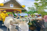 Bupati Ilham Lawidu bersama para pejabat utama daerah turun langsung mengemudikan gerobak sapi sejauh kurang lebih lima kilometer, pada rangkaian karnaval HUT ke - 22 Touna, Sabtu (13/12/25).