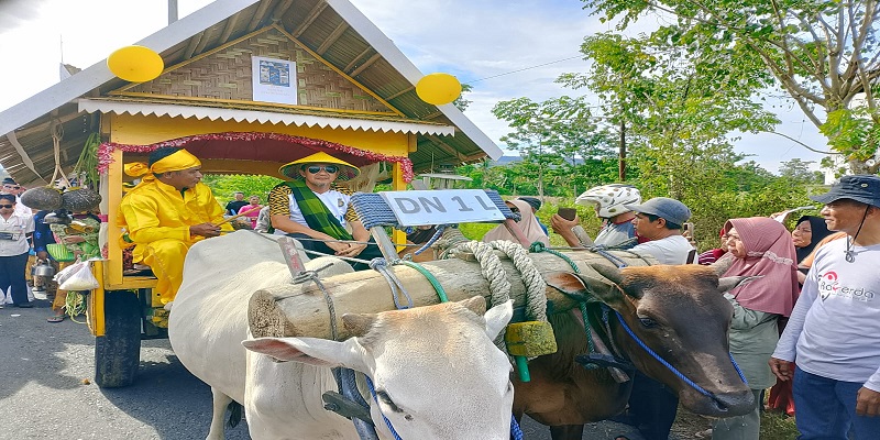 Bupati Ilham Lawidu bersama para pejabat utama daerah turun langsung mengemudikan gerobak sapi sejauh kurang lebih lima kilometer, pada rangkaian karnaval HUT ke - 22 Touna, Sabtu (13/12/25).