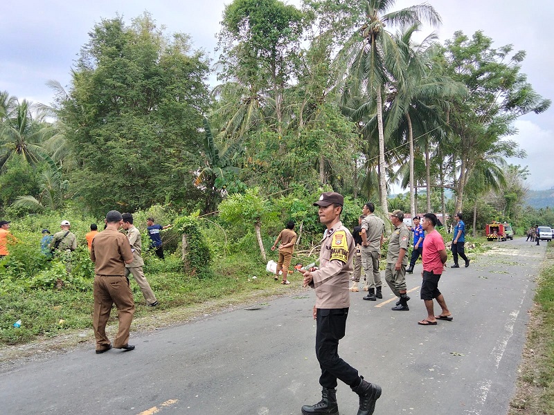 Tim gabungan instansi terkait turun ke lapangan memotong pohon berpotensi tumbang, di Jalur Trans Luwuk–Ampana, Senin (20/4/2026).