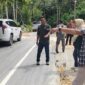 Ketua DPRD Banggai Kepulauan, Arkam Supu, S.Th.I., M.H., melakukan pemantauan langsung ke lokasi pembangunan SPBU Desa Patukuki, Kecamatan Peling Tengah, Kamis (4/6/2026). 